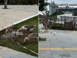 Viral Unggas Penguasa IKN usai Ramai Isu Bandara Berlumpur, Netizen: Candi Baru...