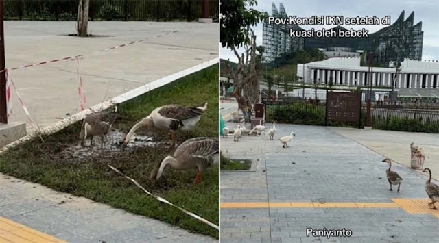 Viral Unggas Penguasa IKN usai Ramai Isu Bandara Berlumpur, Netizen: Candi Baru...