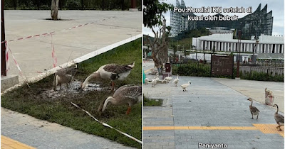 Nasib IKN Usai Anggaran Diblokir, Tiba-tiba Berubah Jadi Kandang Bebek