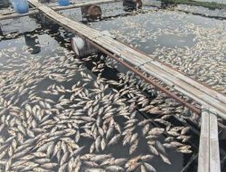 Misteri Ratusan Ton Ikan Mendadak Mati di Waduk Jatiluhur Purwakarta