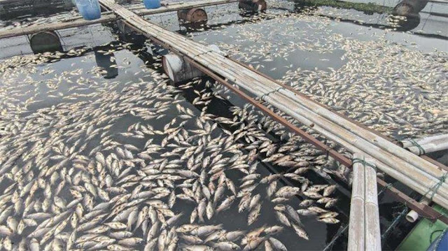 Misteri Ratusan Ton Ikan Mendadak Mati di Waduk Jatiluhur Purwakarta