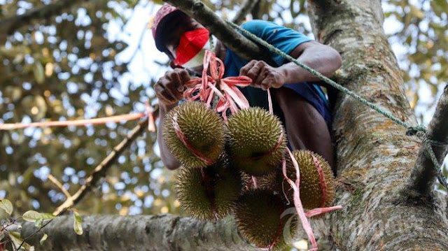 Viral Buruh Panjat Durian Meninggal di Atas Pohon di Banyuwangi, Evakuasi Diiringi Tangisan Keluarga