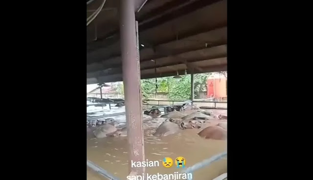 Sempat Terendam Banjir 29 Jam, Sapi-Sapi Impor di RPH Kota Bekasi Selamat