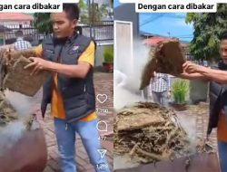 Viral Video Polisi Musnahkan Ganja di Tempat Terbuka: Warga Sekitar Nge-fly