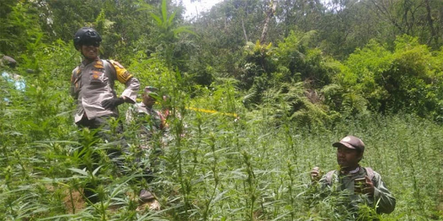 Ini Kronologi Penemuan Ladang Ganja di TN Bromo Tengger Semeru