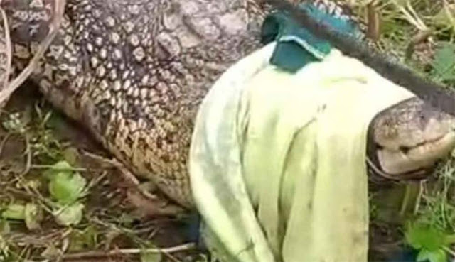 Viral Buaya Berkeliaran di Ladang Jagung Bangkalan, Terungkap Asal Usulnya