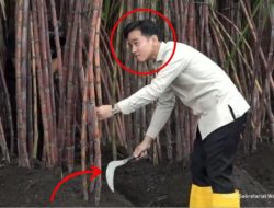 Kesulitan Gunakan Arit Saat Potong Tebu, Wapres Gibran Bikin Publik Heran: Terus Bisanya Ngapain?