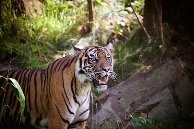 Pekerja di Riau Tewas Diterkam Harimau, Si Belang Disebut Kerap Muncul 2 Bulan Terakhir