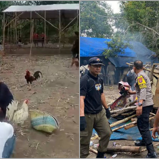 Tak Hanya PSK, Judi Sabung Ayam Juga Muncul di Sekitar IKN