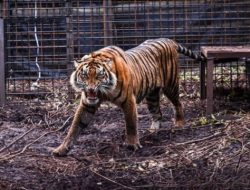Serangan Harimau Teror Warga Jakarta, 800 Orang Pemburu Turun Tangan!