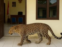 7 FAKTA Kaburnya Macan Tutul Lembang Park & Zoo: Diduga Stres, Viral hingga Diburu Anjing Pelacak!