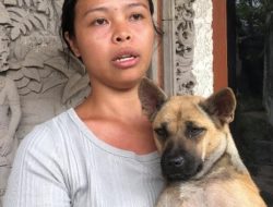 Kata Seskab Teddy, Anjing Jadi Penyelamat Warga Bali Saat Banjir Besar di Bali