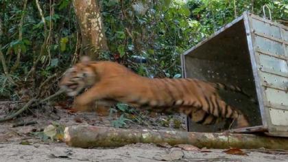 Ngeri! Harimau Sumatera Terkam Ayah dan Anak di Solok Selatan
