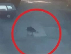 Rekaman CCTV Lompat Gedung Timothy Anugerah Saputra Viral, Ini Link Versi Fullnya!
