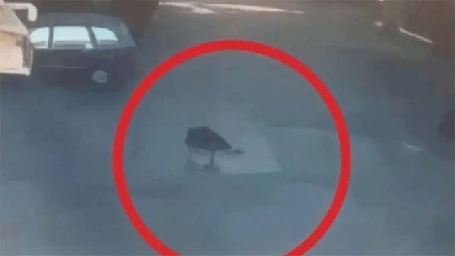 Rekaman CCTV Lompat Gedung Timothy Anugerah Saputra Viral, Ini Link Versi Fullnya!