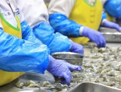 Kontainer Cesium-137 Bocor: Penyebab Udang Indonesia Diblacklist Amerika Serikat