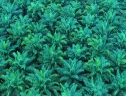 Tembus Rp 2,68 Triliun! Laba TAPG (Triputra Agro) Melonjak 66% di 2025, Ini Pemicunya