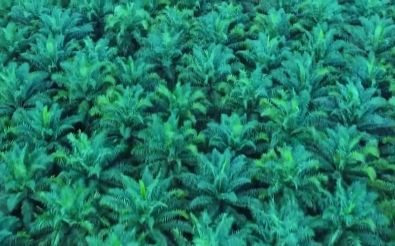 Tembus Rp 2,68 Triliun! Laba TAPG (Triputra Agro) Melonjak 66% di 2025, Ini Pemicunya