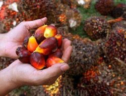 Proyeksi Harga CPO Naik di 2026, Dipacu Kebijakan B50 dan Potensi Hemat Devisa USD 10,84 Miliar