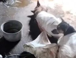 Viral Anjing Dikarung di Bantul, Polisi Turun Tangan Tapi Tak Bisa Tindak Pelaku! Ini Alasannya