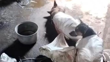 Viral Anjing Dikarung di Bantul, Polisi Turun Tangan Tapi Tak Bisa Tindak Pelaku! Ini Alasannya