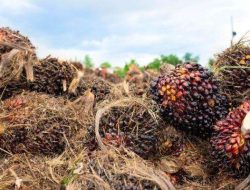 Trump Hapus Tarif Impor: Minyak Sawit Malaysia & Produk ASEAN Lainnya Dapat 0%