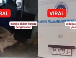 Nanik S Deyang Polisikan Pemilik Mobil Berlabel BGN yang Angkut Babi