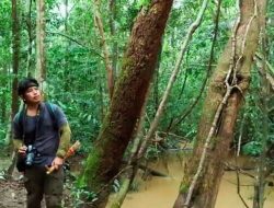 SVLK Jamin Kayu Indonesia 100% Legal & Lestari, Ini Penjelasan Kemenhut