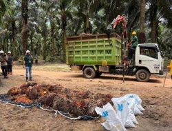 Laba Bersih Astra Agro (AALI) Melonjak 33,57% di Q3-2025, Tembus Rp1,07 Triliun