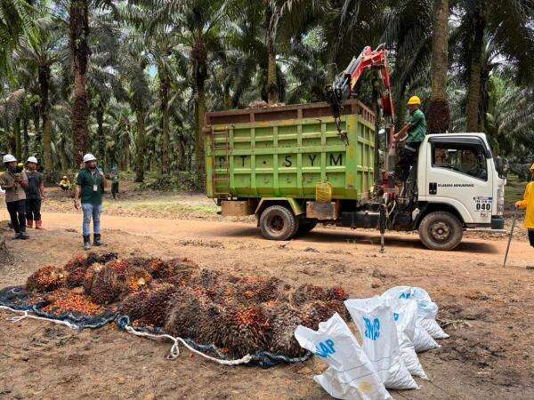 Laba Bersih Astra Agro (AALI) Melonjak 33,57% di Q3-2025, Tembus Rp1,07 Triliun