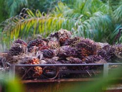 Harga CPO Anjlok 5%, Tertekan Pasar Dalian & Ekspor Lesu