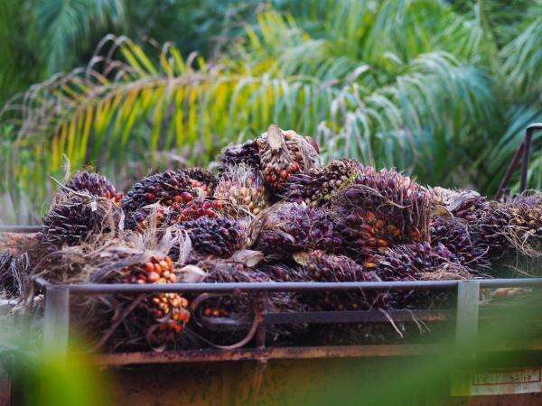 Harga CPO Anjlok 5%, Tertekan Pasar Dalian & Ekspor Lesu