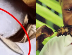 Ulat di Menu MBG Diklaim Tinggi Protein, Benarkah Aman Dikonsumsi?