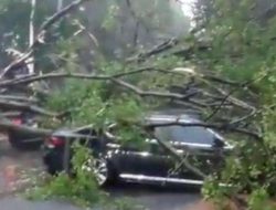 Waspada Pohon Tumbang di Jakarta Saat Hujan: Tips & Langkah Antisipasi Pemprov DKI