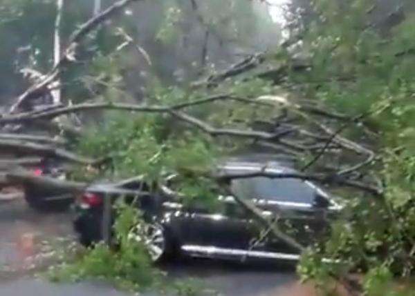 Waspada Pohon Tumbang di Jakarta Saat Hujan: Tips & Langkah Antisipasi Pemprov DKI