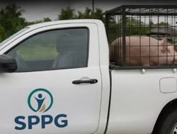 Badan Gizi Nasional Laporkan Mobil Palsu SPPG Angkut Babi ke Polisi