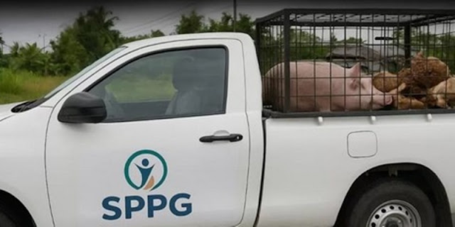 Badan Gizi Nasional Laporkan Mobil Palsu SPPG Angkut Babi ke Polisi