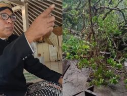Tanda Alam Sebelum Raja Solo Wafat, Pohon Besar Tumbang di Pesanggrahan Langenharjo