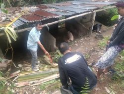 Petani di Lombok Barat Tewas Tersengat Listrik Saat Tebang Pohon Pisang, Ini Kronologinya