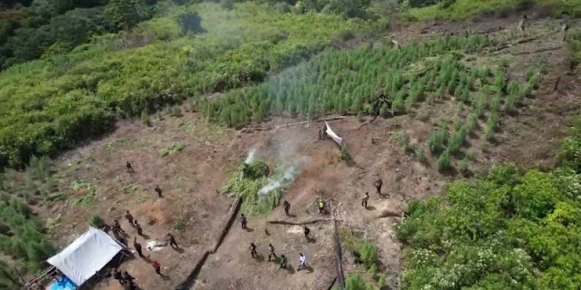 Polri Musnahkan Ladang Ganja 51,75 Hektare di Gayo Lues, 1,9 Juta Batang Disita