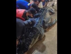 Buaya Raksasa 7 Meter di Inhil Mati, Isi Perutnya Sampah Plastik hingga Pisau