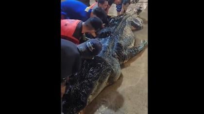 Buaya Raksasa 7 Meter di Inhil Mati, Isi Perutnya Sampah Plastik hingga Pisau