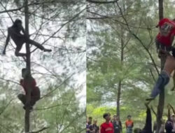 Viral! Pria Mabuk di Kebumen Tidur di Pohon, Akhirnya Dilempar ke Kolam Demi Disadarkan