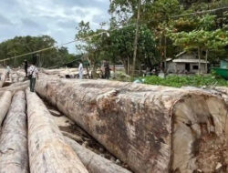 Fakta Kayu Gelondongan Berstiker Kemenhut di Lampung: Bukan Banjir, Ternyata Ini Penyebabnya