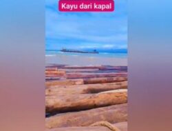 Viral Kayu Gelondongan Raksasa Terdampar di Lampung: Kronologi, Fakta, dan Jenis Kayu