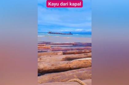 Viral Kayu Gelondongan Raksasa Terdampar di Lampung: Kronologi, Fakta, dan Jenis Kayu