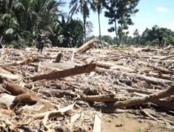 Banjir Bandang Pidie Jaya: Tumpukan Kayu Gelondongan dari Perambahan Hutan Serang Permukiman Warga
