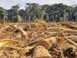 Seruan Beli Hutan Viral: Sindiran Warganet Atas Kerusakan Hutan Pemicu Banjir Bandang Aceh & Sumatera
