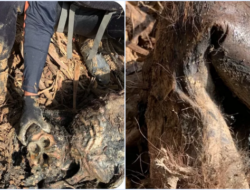Bangkai Orangutan Tapanuli Ditemukan Tertimbun Kayu di Tengah Operasi SAR: Kronologi & Fakta Lengkap
