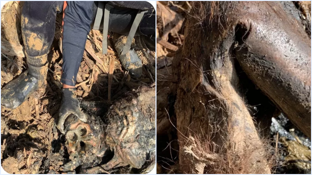 Bangkai Orangutan Tapanuli Ditemukan Tertimbun Kayu di Tengah Operasi SAR: Kronologi & Fakta Lengkap